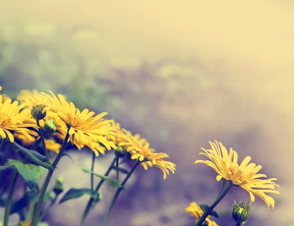 Yellow flowers blooming in field — Stock Photo, Image