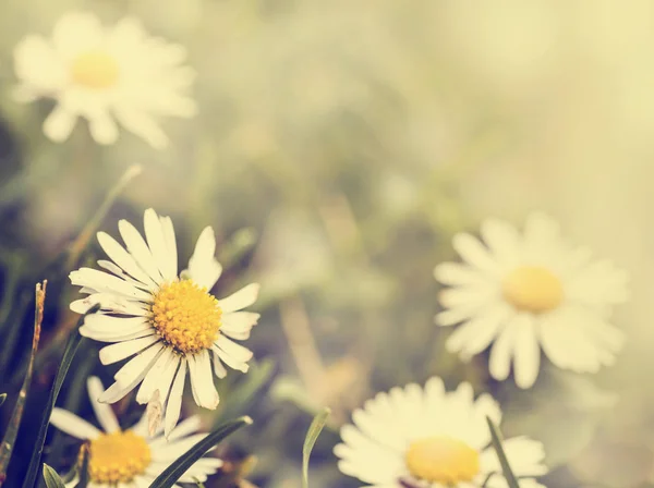 Grama verde e flores de camomila — Fotografia de Stock