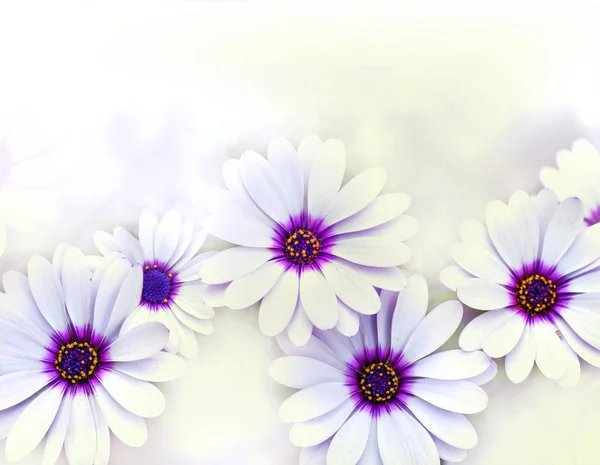 美丽的雏菊花 — 图库照片