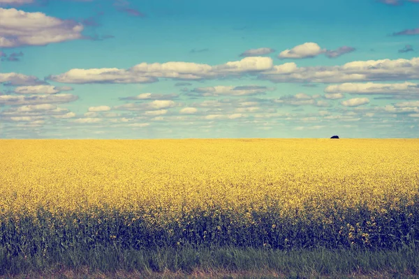 Žluté pole a modrá obloha — Stock fotografie