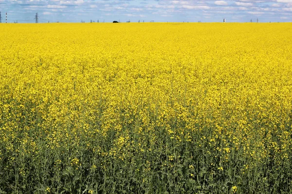 Желтое поле и голубое небо — стоковое фото