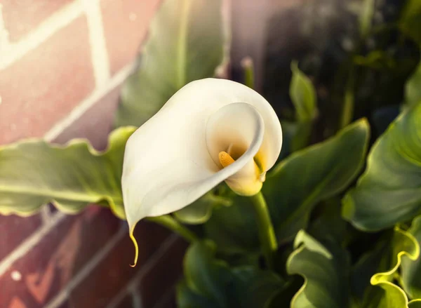 Lírio branco calla — Fotografia de Stock