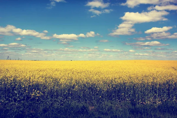 Желтое поле и голубое небо — стоковое фото