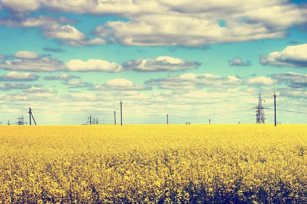 Campo amarelo e céu azul — Fotografia de Stock