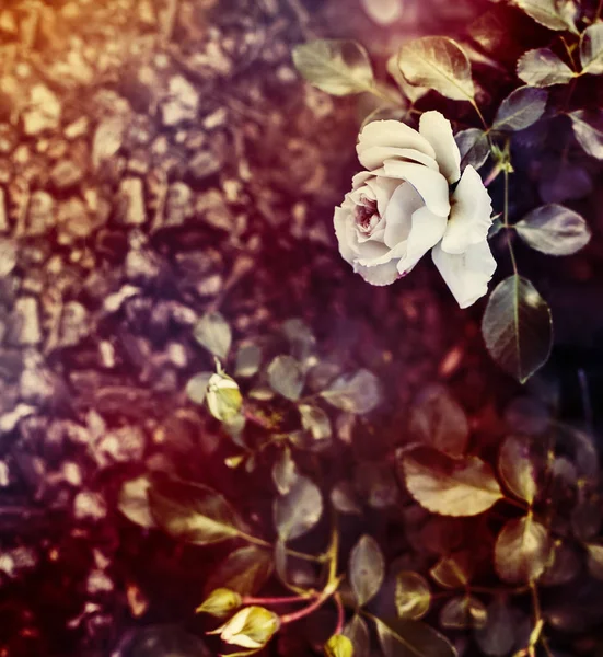 Белая роза с зелеными листьями — стоковое фото
