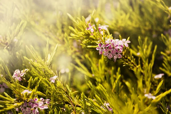 晴れた日に牧草地に美しい光の紫色の花 — ストック写真