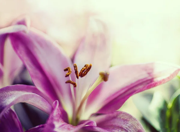 Flores de lirio rosa — Foto de Stock