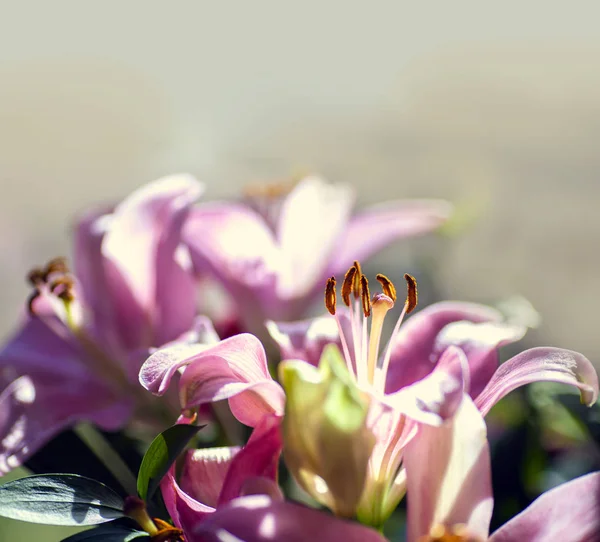 Flores de lirio rosa — Foto de Stock