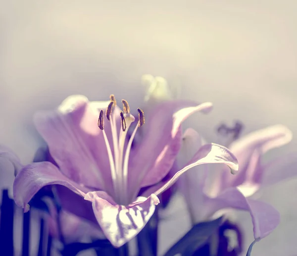 Pink lily flowers — Stock Photo, Image