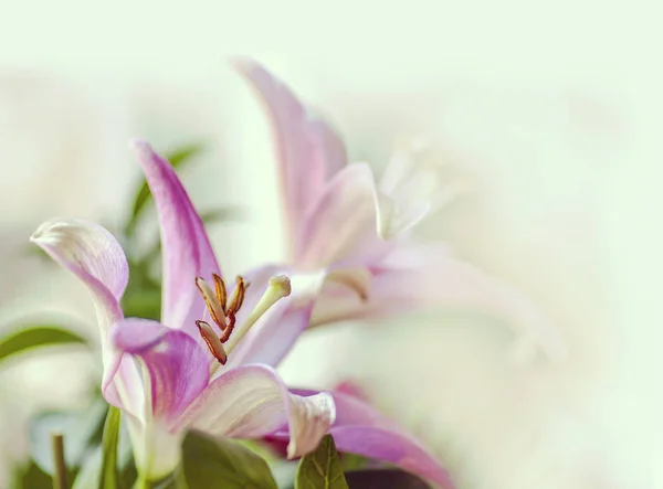 Flores de lírio rosa — Fotografia de Stock