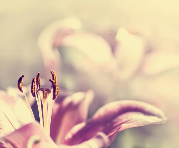 Pembe lily çiçek — Stok fotoğraf