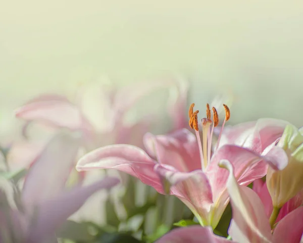 Rosa Lilienblüten — Stockfoto