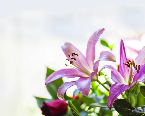 Flores de lirio rosa — Foto de Stock