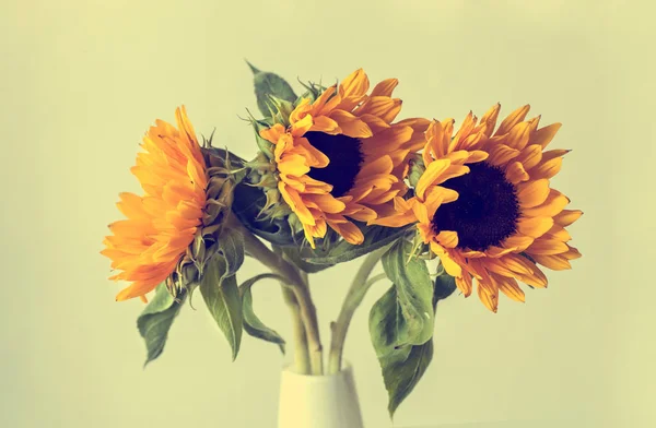 Schöne gelbe Sonnenblumen — Stockfoto