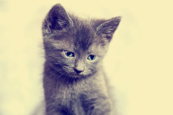 แมวสีเทาน่ารัก — ภาพถ่ายสต็อก
