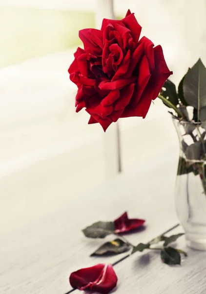 rose in transparent vase on wooden table, valentine day concept