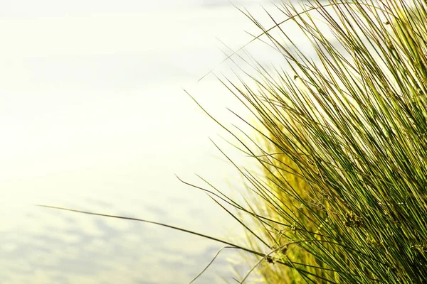 Zomer Verse Groene Kruid Close — Stockfoto