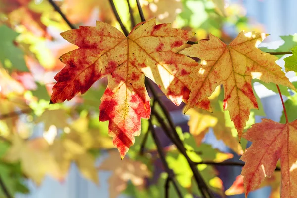 Осіннє листя на фоні блакитного неба — стокове фото
