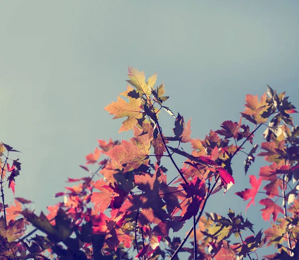 Hojas de otoño sobre fondo cielo azul —  Fotos de Stock