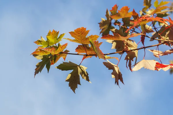 Sonbahar yaprakları mavi gökyüzü arka planında