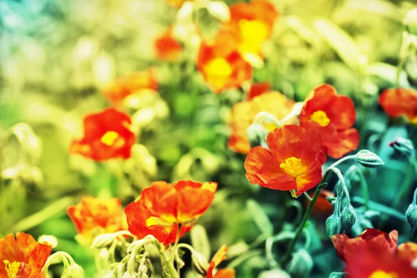 Beautiful Red California Poppy Flowers Natural Abstract Background — Stock Photo, Image