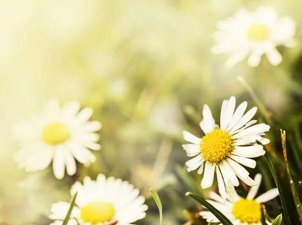 Grama verde e flores de camomila — Fotografia de Stock