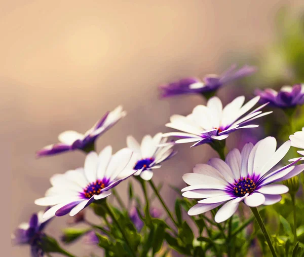 Bellissimi fiori di margherita — Foto Stock