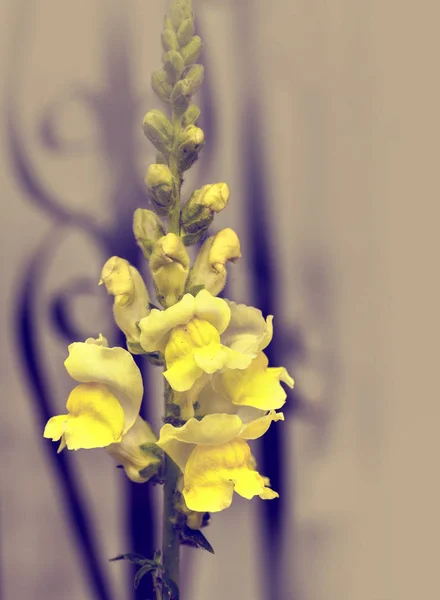 Beautiful Yellow Hollyhock Flowers Nature Background — Stock Photo, Image