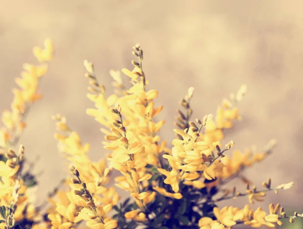 Θάμνος Φωτεινά Κίτρινα Άνθη Ηλιόλουστη Ημέρα — Φωτογραφία Αρχείου