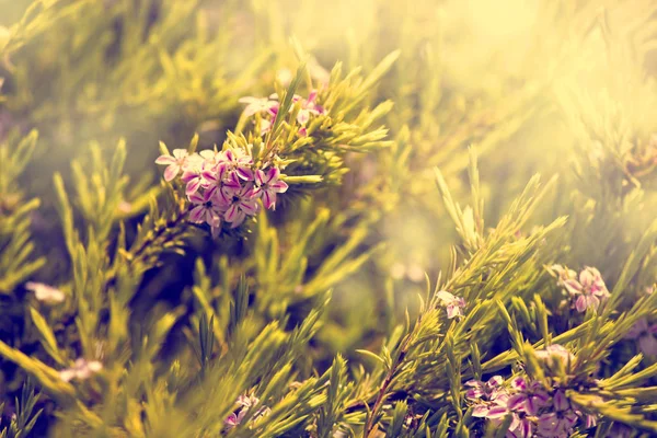 Güneşli Bir Gün Çayır Üzerinde Güzel Işık Mor Çiçekler — Stok fotoğraf