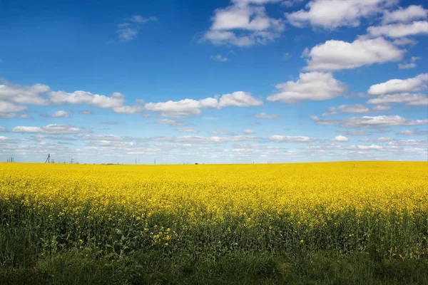 Campo amarelo e céu azul — Fotografia de Stock