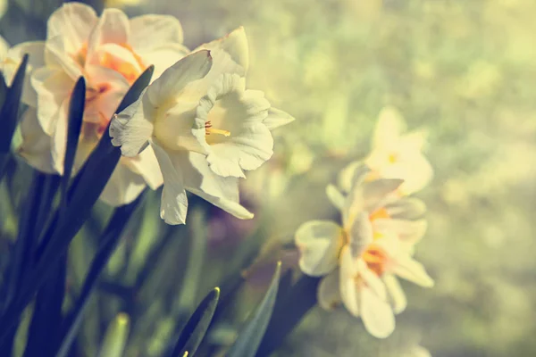 Flores frescas de narciso — Fotografia de Stock