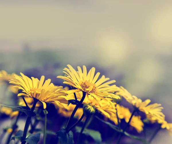 Gelbe Blumen blühen auf dem Feld — Stockfoto
