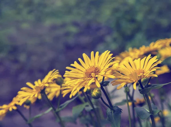 Sarı çiçek çiçeklenme alanında — Stok fotoğraf