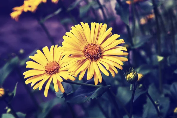 Желтые цветы цветут в поле — стоковое фото