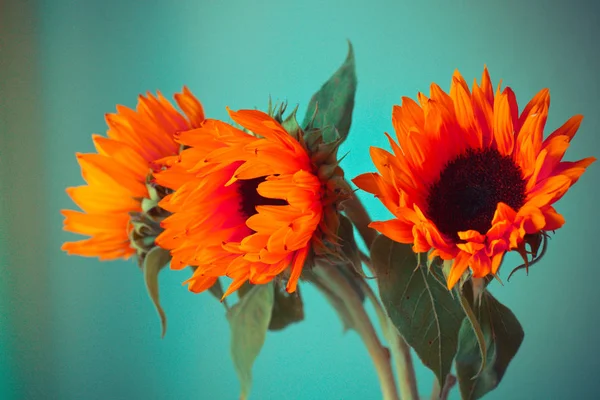 Parlak turuncu ayçiçeği 