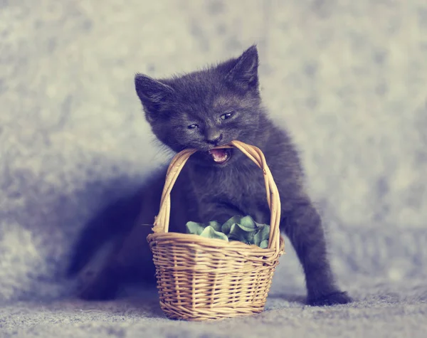 Gatinho cinzento bonito — Fotografia de Stock