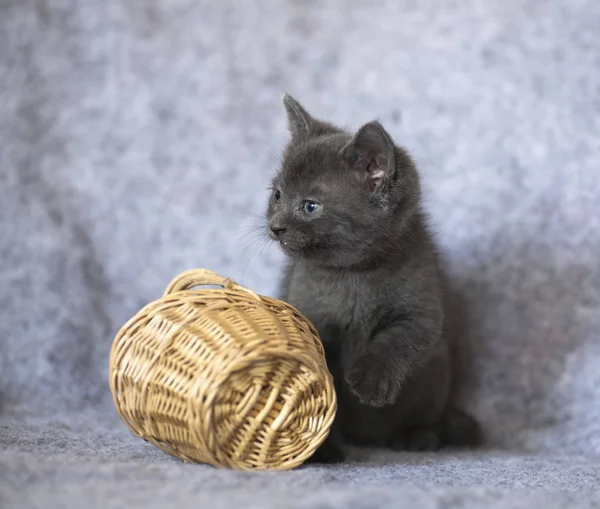 Kucing abu-abu kecil yang lucu — Stok Foto