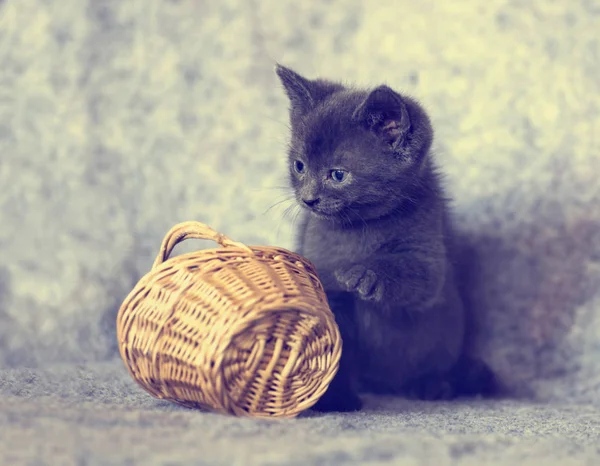 Gatinho cinzento bonito — Fotografia de Stock