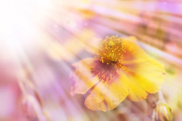 California golden poppy — Stock Photo, Image