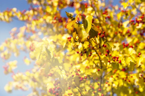 葉の枝に黄色の回転 — ストック写真