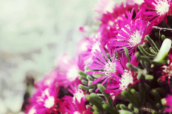 Piękne fioletowe kwiaty — Zdjęcie stockowe