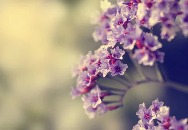 Fioritura fiori viola — Foto Stock