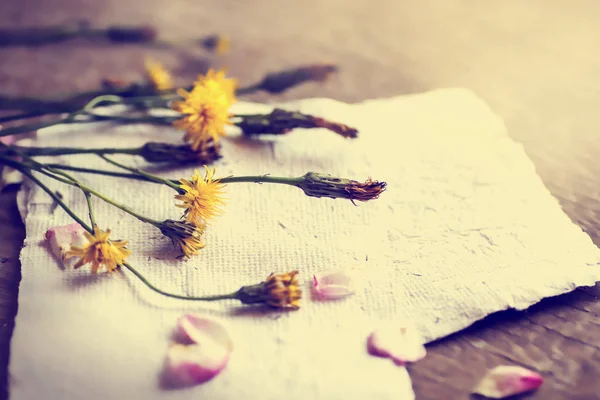 Flores de diente de león en hoja de papel — Foto de Stock