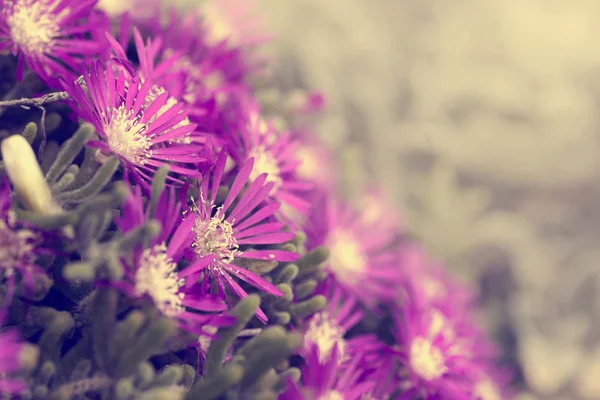 Belles fleurs violettes — Photo