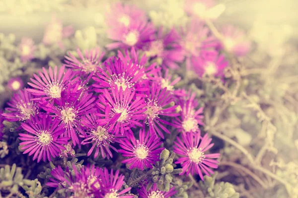 Lindas flores roxas — Fotografia de Stock