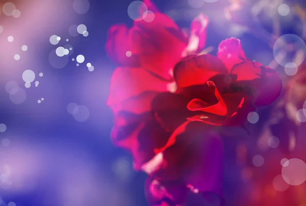 Rote Nelkenblume Auf Verschwommenem Hintergrund — Stockfoto