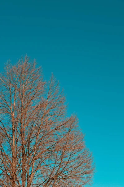 Sonbaharda kuru ağaç dalları