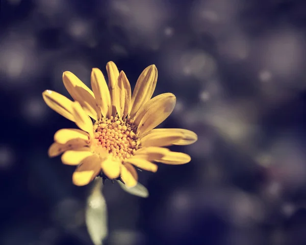 Flores amarelas florescendo no campo — Fotografia de Stock