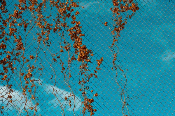 Καλλιέργεια Στο Φράκτη Πλέγματος Μπλε Του Ουρανού Φόντο Φυτών — Φωτογραφία Αρχείου